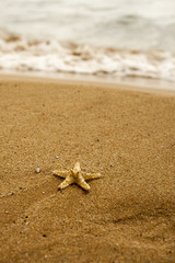 Starfish on the sand and water