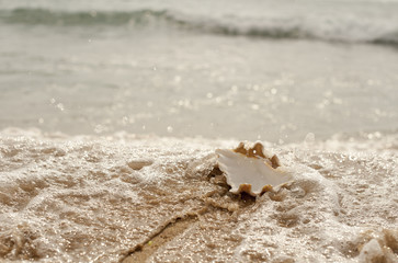 Mussel on sand
