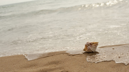 Fototapeta na wymiar Mussel on sand