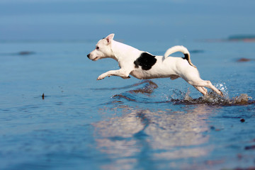 Jack Russell Runs Dog