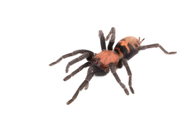 Spider Cyclosternum Davus Fasciatum