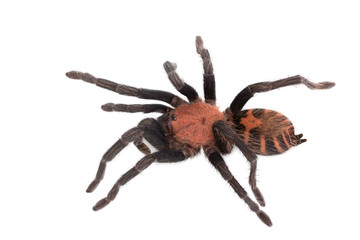 Spider Cyclosternum Davus Fasciatum