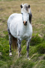 Obraz na płótnie Canvas Grey Horse