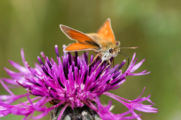 Skipper butterfly taking nectar from a thistle flower in an English wildflower meadow.