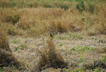 Tit on the ears of wheat. A bird with a yellow belly