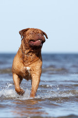 Bordeaux mastiff to the ocean
