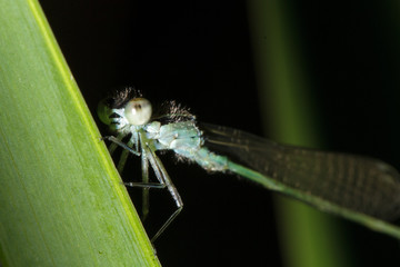 A dragonfly's smile