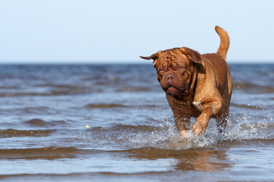 Bordeaux mastiff to the ocean