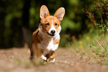 Running welsh corgi pembroke and cardigan sea, forest