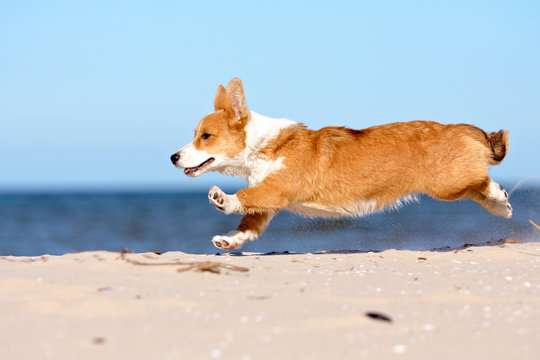 Running welsh corgi pembroke and cardigan sea, forest