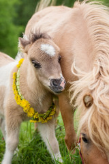 Little funny pony foal with a wreath of dandelions on its neck