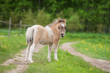 Obraz na płótnie Canvas Little shetland pony foal in summer