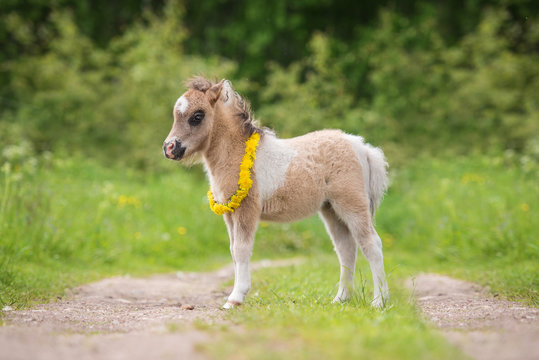 Little pony foal with a wreath of dandelions on its neck