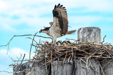 Hawk feeding babies