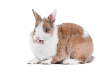 Funny yawning rabbit isolated on white