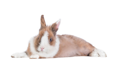 Dwarf rabbit lying isolated on white