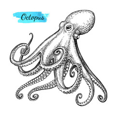Octopus ink sketch. © alhontess