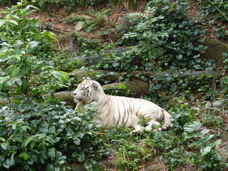 Beautiful white tiger on a background of a green tropical forest