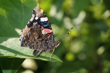 Vanessa Atalanta - Admiral - Ritterfalter