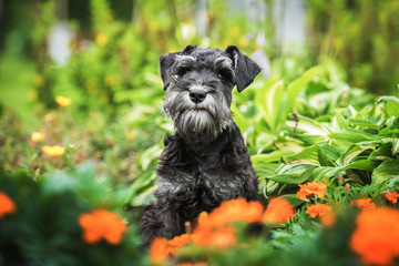 Miniature schnauzer puppy sitting in flowers