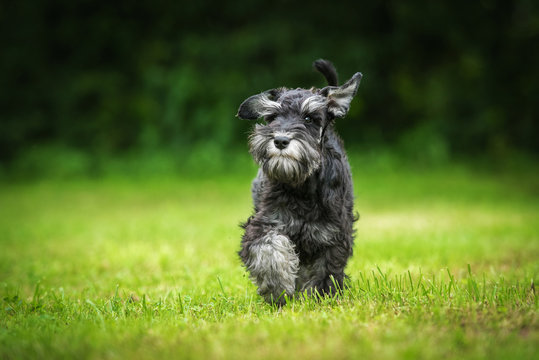 Funny miniature schnauzer puppy running