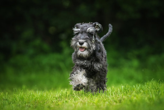 Happy Miniature Schnauzer Puppy Running