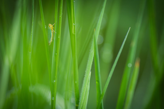 Grasshopper