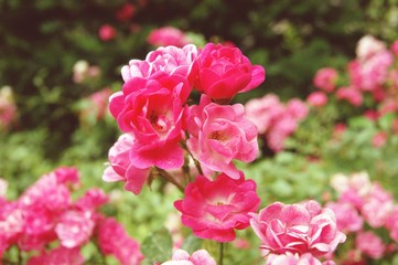 Pink flowers