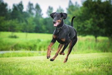 Doberman pinscher dog running - obrazy, fototapety, plakaty