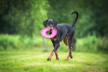 Doberman pinscher dog playing with a disc - obrazy, fototapety, plakaty