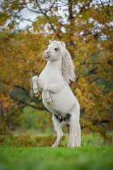 Naklejka na ściany i meble White shetland pony rearing up on its hind legs in autumn