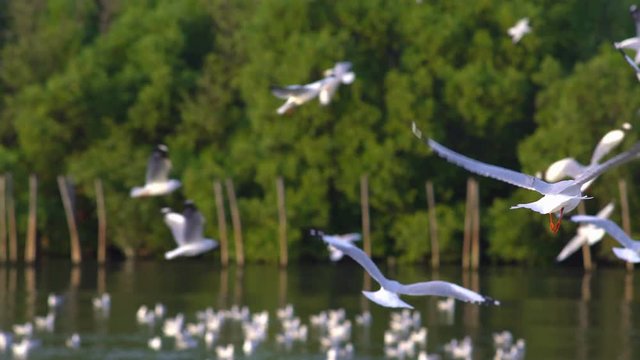 Seagull at bang pu is the most popular vacation place of thailand.
