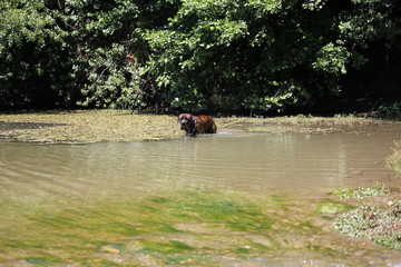 Obraz na płótnie Canvas chien qui nage dans l'eau : cane corso