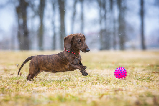 Dachshund dog playing with a ball in autumn