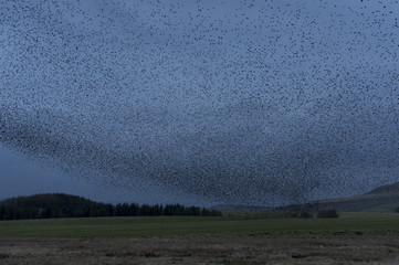 Starling Murmeration