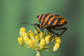 Red and black striped Stink bug - Graphosoma lineatum
