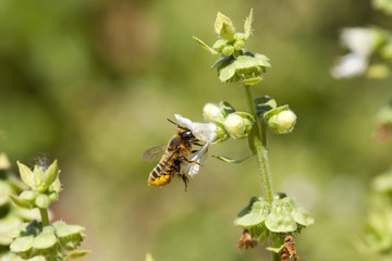 Working bee with collected pollen