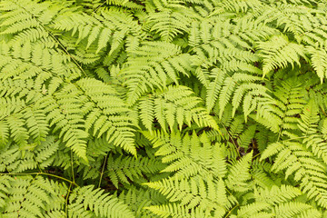 green fern