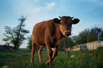Naklejka na ściany i meble Cow grazing on the grass in the village, livestock, animals