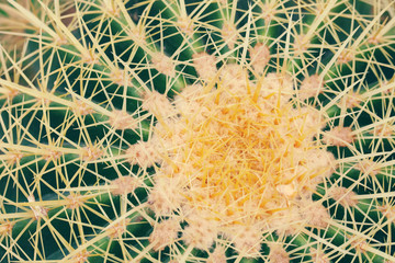 Cactus plant close up macro photo