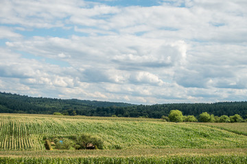 Obraz premium Maisfeld und Baumgrundstück