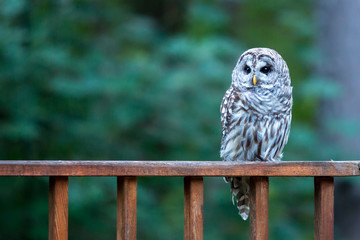 Barred Owl