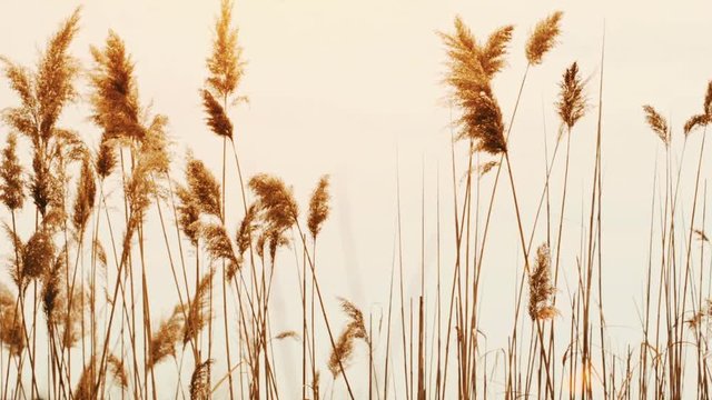 Cattails blowing in the wind.