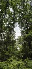 Fototapeta na wymiar Wald Lichtung Panorama