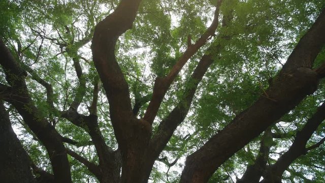 panning shot Video of big branch of Giant Monky Pod Tree in Kanchanaburi, Thailand