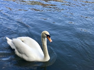 Beautiful Swan from Strasbourg in France.