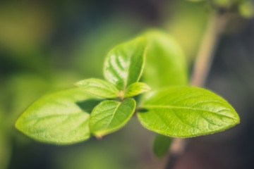 Fototapeta na wymiar plant leaf closeup , green leaves macro