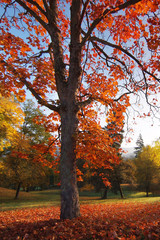 Fototapeta premium Ahorn Laub ist am leuchten mit Färbung im Herbst