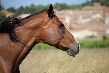 très beau cheval brun dans la nature
