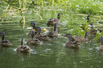 wild ducks - (Anas platyrhynchos) in nature